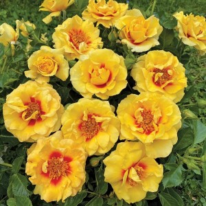 Orienta AYLIN (ground cover)